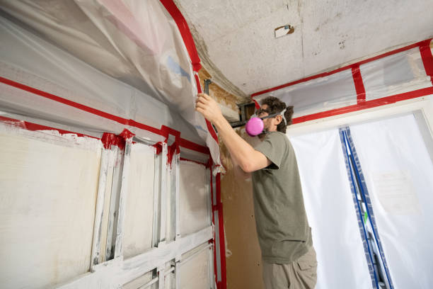 Best Basement Mold Removal  in USA